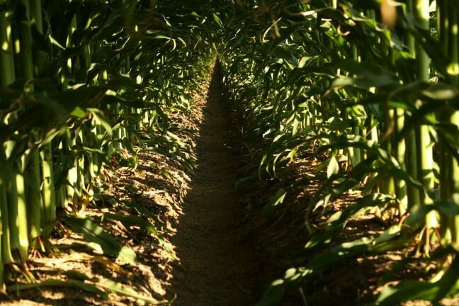 Corn stalks in field